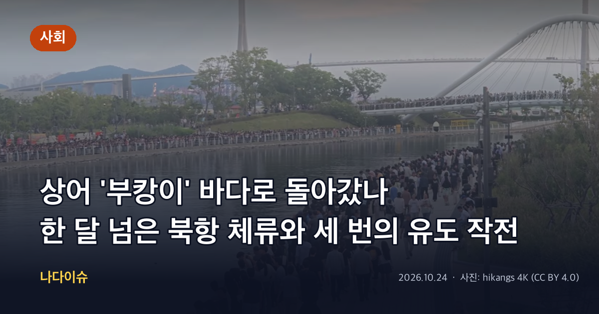상어 '부캉이' 바다로 돌아갔나…한 달 넘은 북항 체류와 세 번의 유도 작전 정리